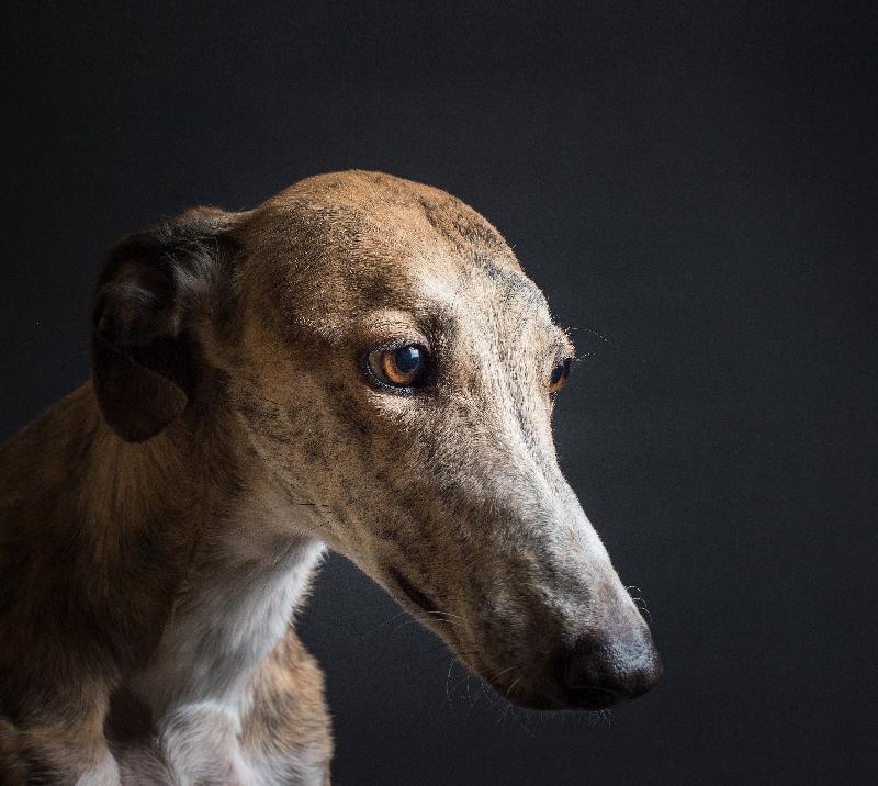 Old brown greyhound