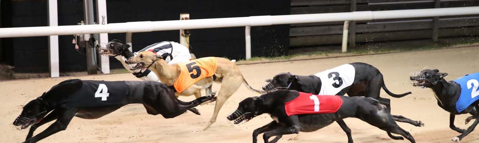 Greyhound Racing at Newcastle Greyhound Stadium 