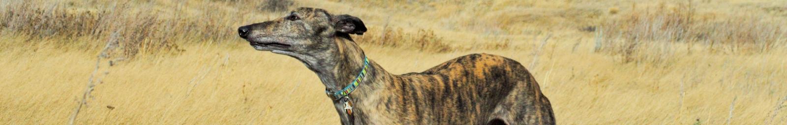 Greyhound smells the air in a field