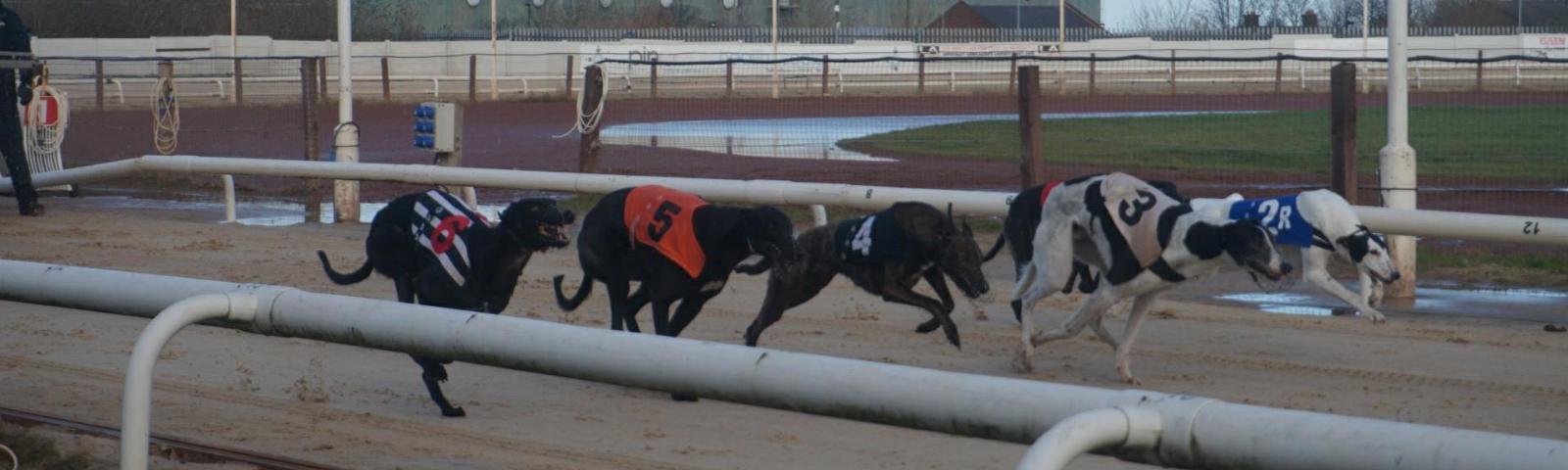 Greyhounds run round the track at Newcastle