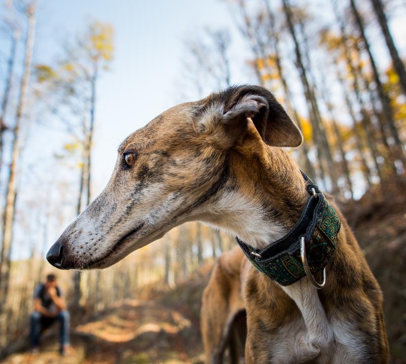 Greyhound in the woods