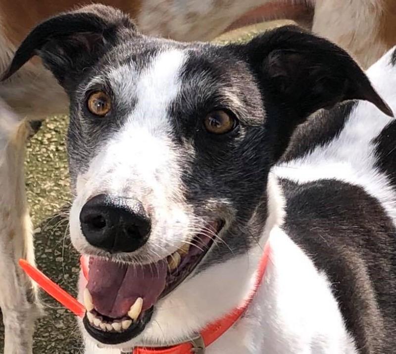 Retired Greyhound from Newcastle Greyhound Stadium 