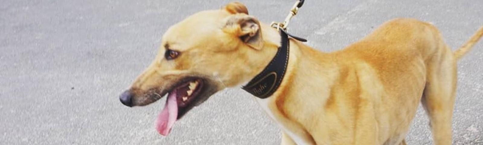 Greyhound At Newcastle 