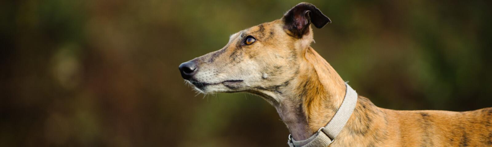 Welfare and Care greyhound banner